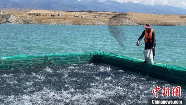 博牛配资 “离海最远”的新疆，为何能养“海鲜”？